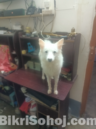 Japanese Spitz